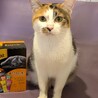 おっとり控え目な性格の三毛猫ラテにゃん♀ サムネイル2