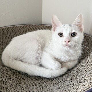 【人馴れ訓練中】頭のハの字がかわいい白猫子猫