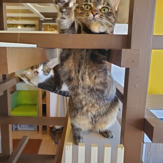 お団子尻尾のお膝にゃんこマギー♀