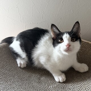 【人馴れ訓練中】きゅるん顔のハチワレ白黒子猫