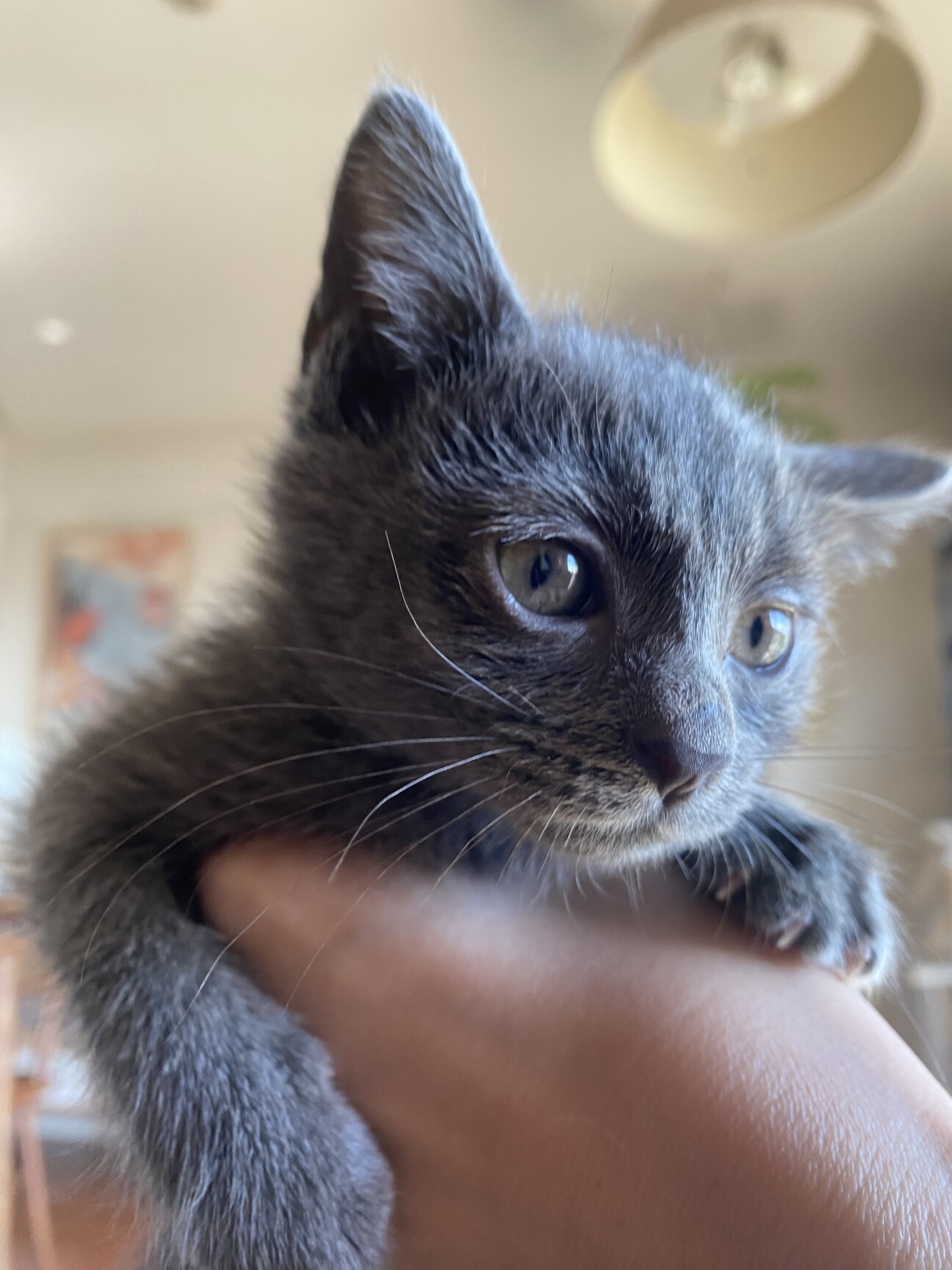 クリスマスセールロシア限定ネコキット(猫8匹u0026特製Box付