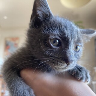 ロシアンブルーもどきのベビたんです