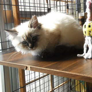 気品溢れる子達✨️ 尽くしたい飼い主様募集✨️１