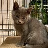ロシアンブルーもどきのベビたんです サムネイル2