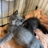 ロシアンブルーもどきのベビたんです サムネイル3