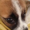 ぼん