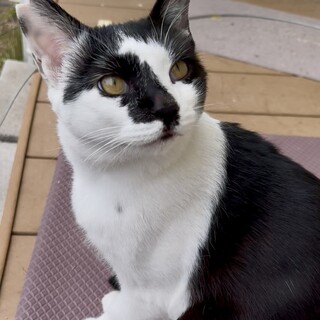 ワクチン手術済、人慣れバッチリ