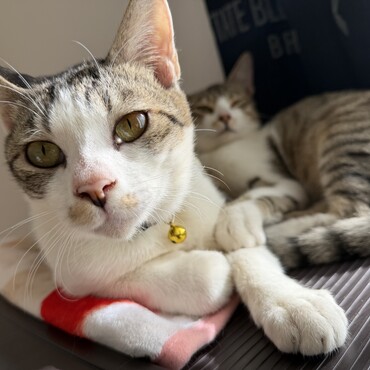 カフェとめちゃくちゃ眠そうなラテ