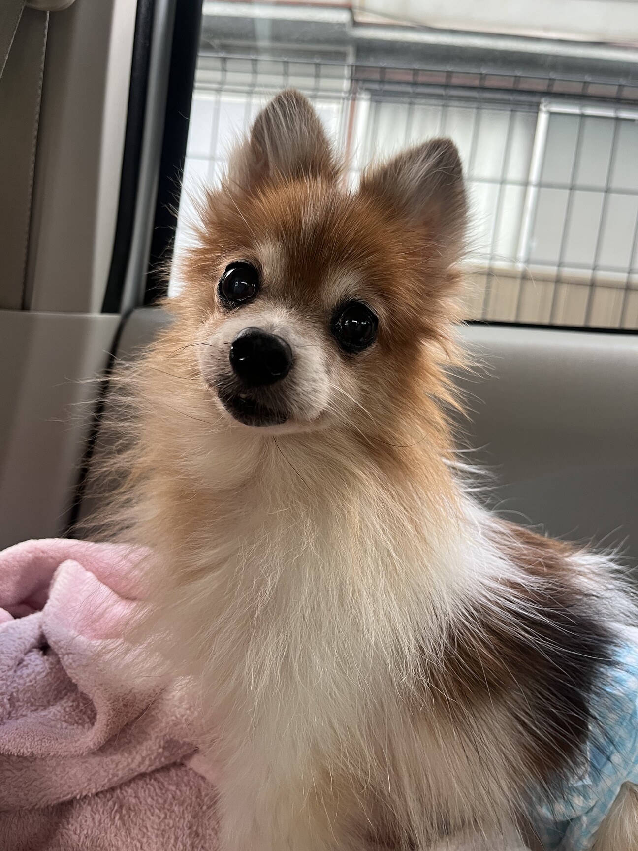 美人ちゃんなポメラニアン」東京都 - 犬の里親募集(529040) 1枚目の