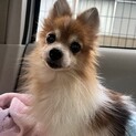 美人ちゃんなポメラニアン