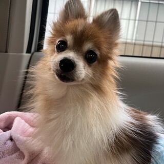 美人ちゃんなポメラニアン