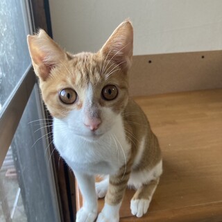 超絶甘えん坊のマヨ☺