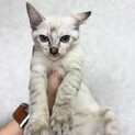 甘えん坊ニューヨーク