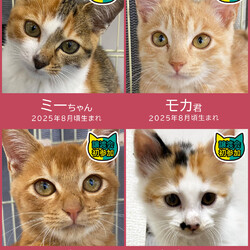 子猫の祭典！28匹の譲渡会★みよし市