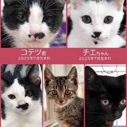 子猫の祭典！28匹の譲渡会★みよし市 サムネイル2