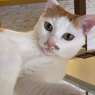 元気いっぱい人間が大好きえびす♂