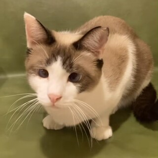 おっとりマイペースなシャムMIXばぶる君♂