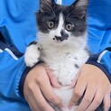 半長毛のとしちゃんです♪