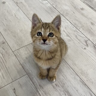 新しい飼い主さん募集中