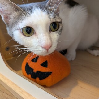 よつばﾁｬﾝ♀