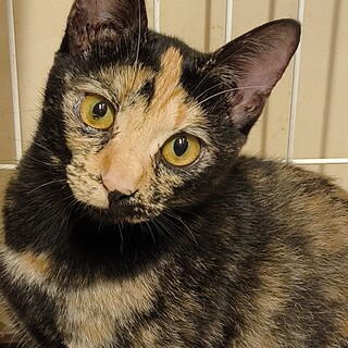 サビの女の子　エルダー