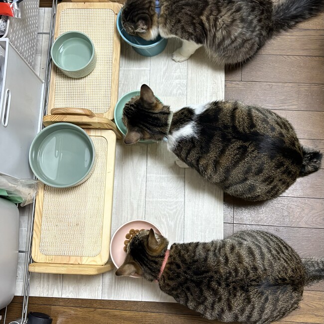 天邪鬼☆のカバー写真
