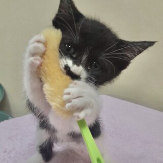 靴下履いたおめかし女子！甘えん坊約1ヶ月半