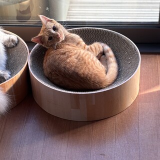 順応性の高いスリゴロ坊や♡