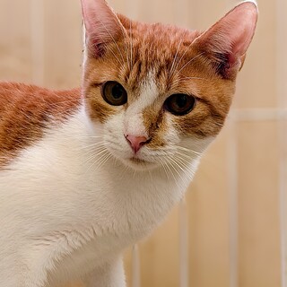 茶白のかわいい男の子ソレル