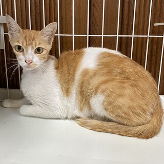 茶白の女の子　ローズマリー