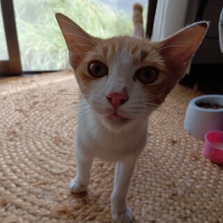 人懐っこい子猫