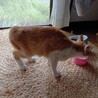 人懐っこい子猫 サムネイル3
