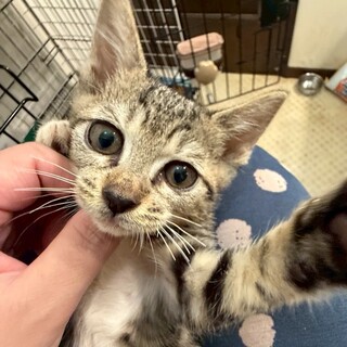 食いしん坊の桃花ちゃん