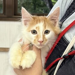 待ちねこ譲渡会　