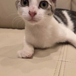 待ちねこ譲渡会　 サムネイル2