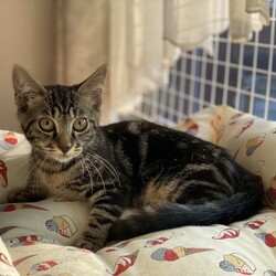 待ちねこ譲渡会　 サムネイル3