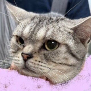 アメショーの女の子