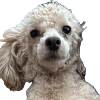 プードルの男の子