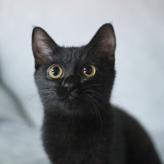 オコジョ尻尾のすみちゃん