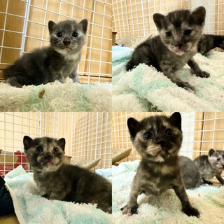 黒トラ♂茶トラ♀の珍しい子猫たち