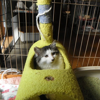 気品溢れる子達✨️ 尽くしたい飼い主様募集✨️４