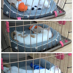 よく遊びよく食べよく寝る