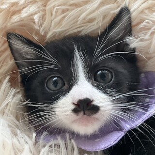 食いしん坊のハチワレボーイ、くっぱです♡