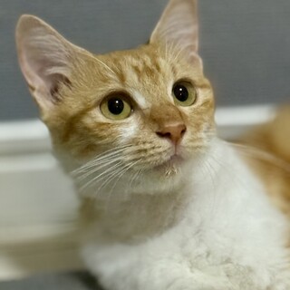 あどけなさが残る人慣れ抜群のママ猫さん