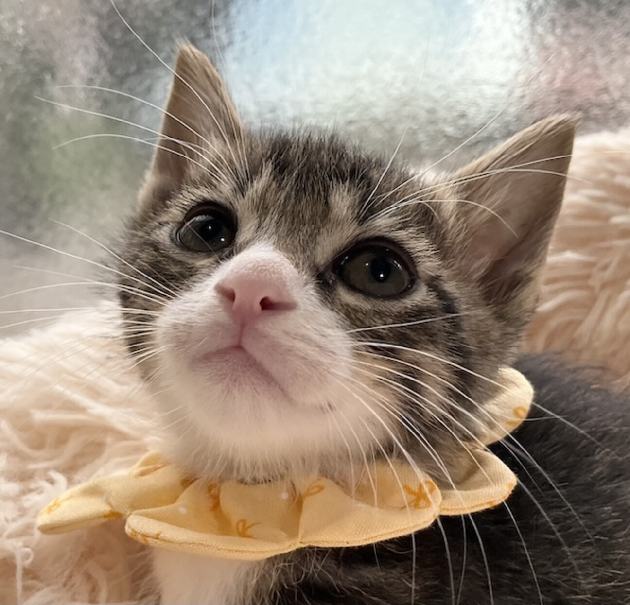 超元気！キジ白イケにゃん」千葉県 - 猫の里親募集(529067