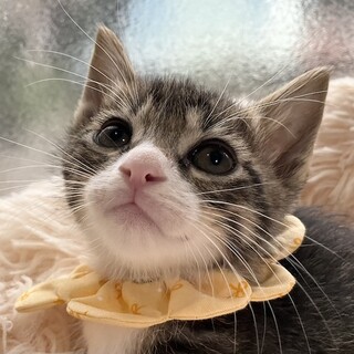 超元気！キジ白イケにゃんのゆっけです♡