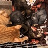 黒トラ♂茶トラ♀の珍しい子猫たち サムネイル2