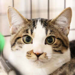 保護ねこ譲渡会 サムネイル3