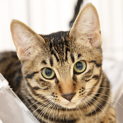 保護ねこ譲渡会 サムネイル3