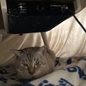 の写真
